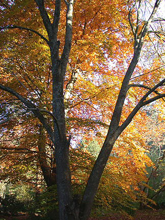 autumn1042.jpg - 333035 Bytes