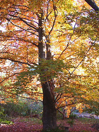 autumn1043.jpg - 360817 Bytes