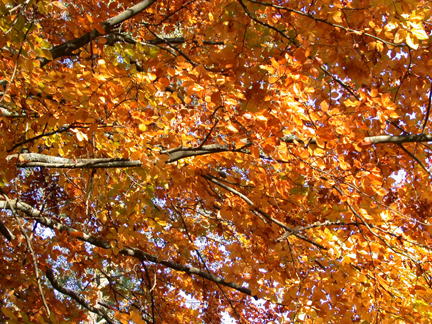 autumn1044.jpg - 315248 Bytes
