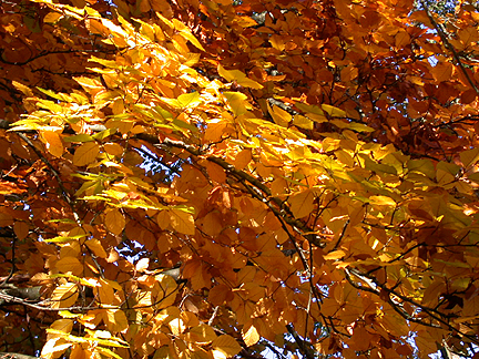 autumn1045.jpg - 322201 Bytes