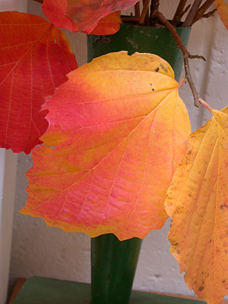autumnLeaf1031.jpg - 195156 Bytes