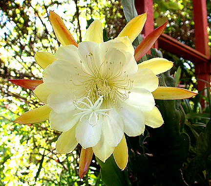 cactusflower1021.jpg - 338015 Bytes