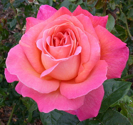 darkpinkrose1486.jpg - 250470 Bytes