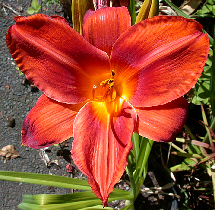 daylilly1395.jpg - 299831 Bytes