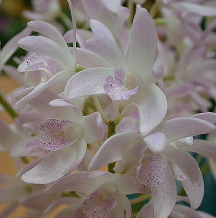 dendrobium1014.jpg - 266311 Bytes