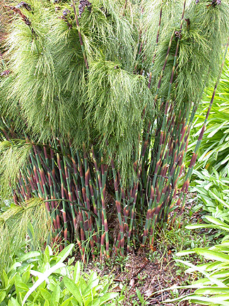 green-purpleStemmed1010.jpg - 313589 Bytes