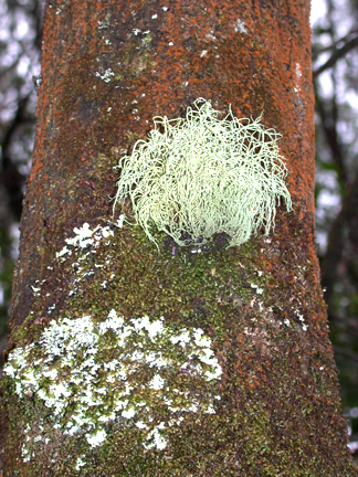 lichens992.jpg - 254512 Bytes