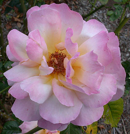 mauverose1484.jpg - 237420 Bytes