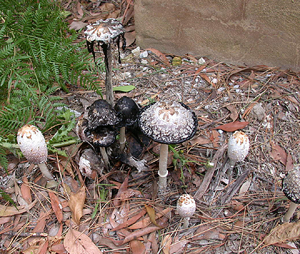 muschrooms1437.jpg - 306246 Bytes