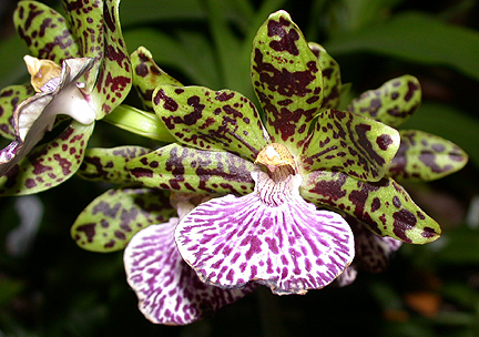 orchid1330.jpg - 206970 Bytes