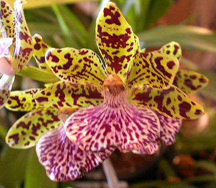 orchid1331.jpg - 266528 Bytes