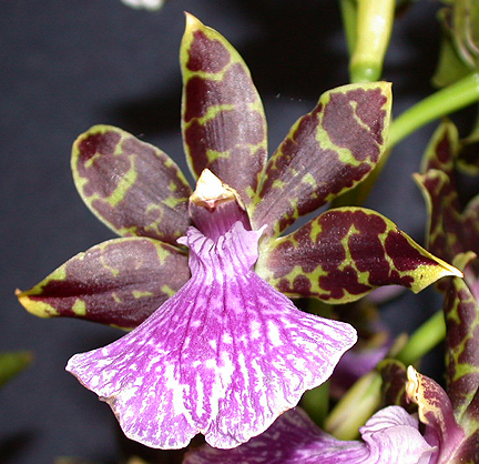 orchid1333.jpg - 259070 Bytes