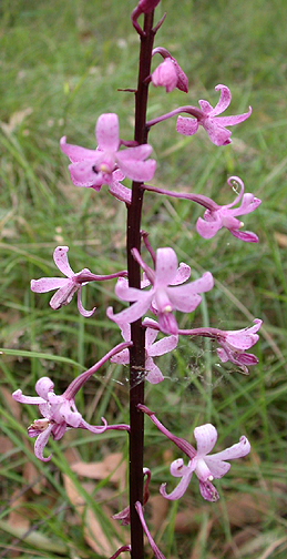 orchid1439.jpg - 197579 Bytes
