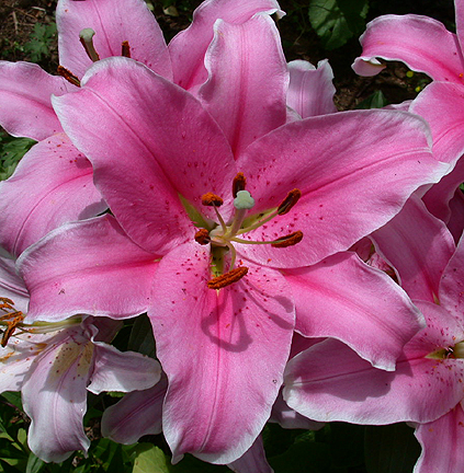 orientallillilly1435.jpg - 256146 Bytes