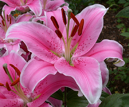 orientallillilly1436.jpg - 234001 Bytes