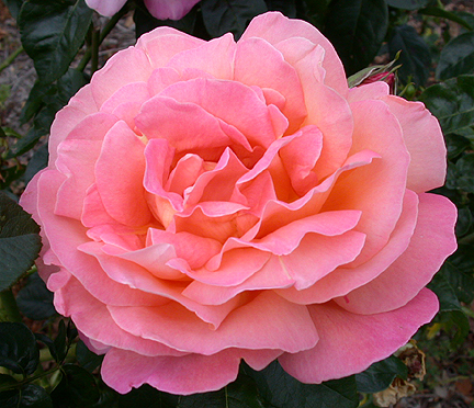 pinkrose1485.jpg - 232787 Bytes