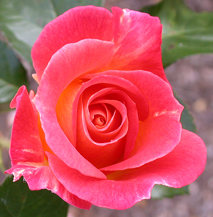 redrose1473.jpg - 257544 Bytes