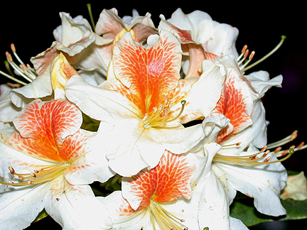 rhodo980.jpg - 203815 Bytes