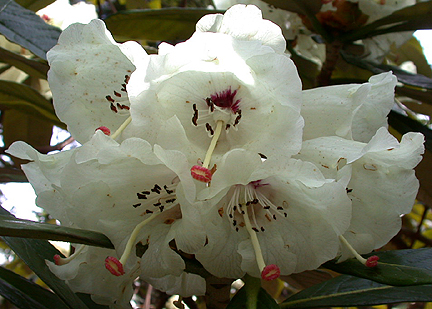 rhodo985.jpg - 177382 Bytes