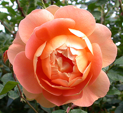 roserose1476.jpg - 244454 Bytes