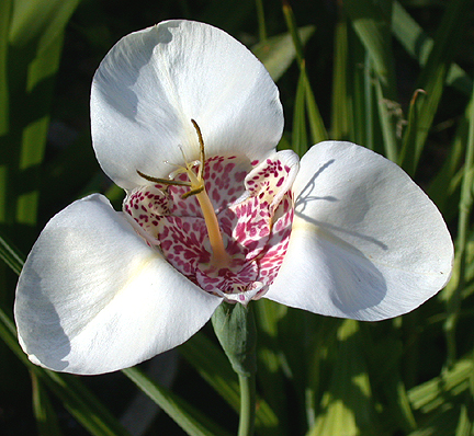 tripetal.jpg - 232577 Bytes
