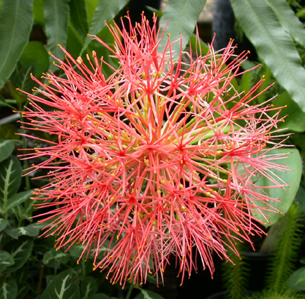 tropicalflower1405.jpg - 300358 Bytes