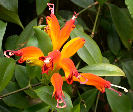 tropicalflower1408.jpg - 221355 Bytes