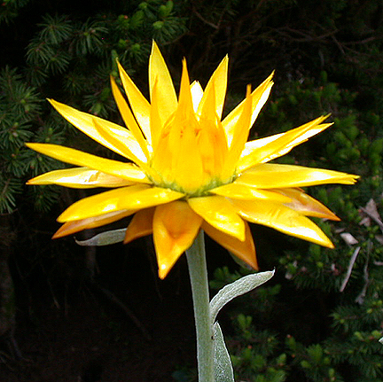 waxDaisy984.jpg - 271296 Bytes