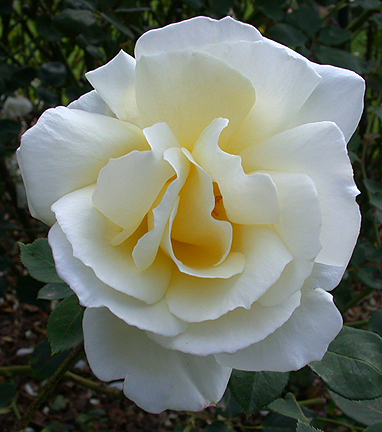 whiterose1480.jpg - 211672 Bytes