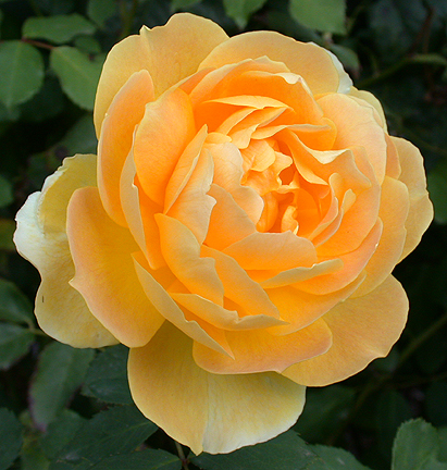 yellowrose1475.jpg - 245248 Bytes