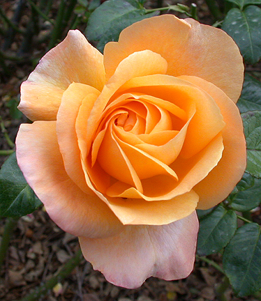 yellowrose1481.jpg - 231762 Bytes