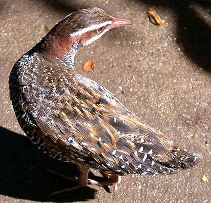 banded rail