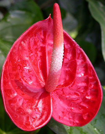 anthurium