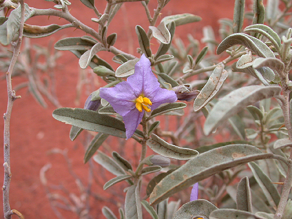 Solanum-Yulara.jpg - 330241 Bytes