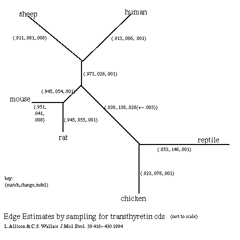 Phylogenetic Tree for 
Transthyretin DNA sequences