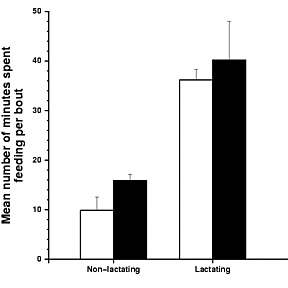 Association between the amount of time spent feeding per bout and lactation