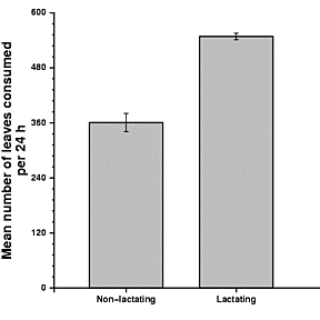 Association between number of leaves consumed per 24 h and lactation