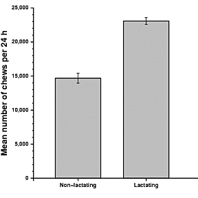 Association between number of chews per 24 h and lactation