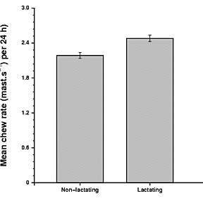 Association between chew rate and lactation
