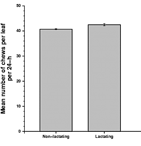Association between number of chews per leaf and lactation