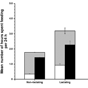 Association between the amount of time spent feeding per 24 h and lactation