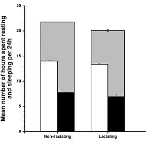 Association between the amount of time spent inactive per 24 h and lactation