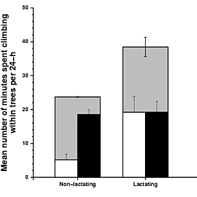 Association between the amount of time spent climbing within trees and lactation