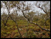 Raymond Island eucalypt woodland habitat