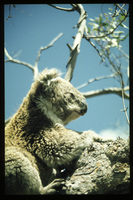 Raymond Island koala