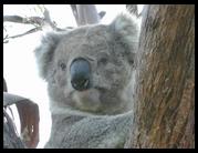 Male koala