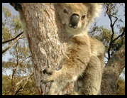 Old female koala