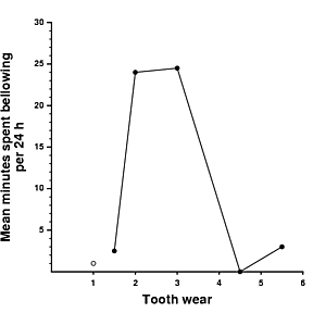 Association between the amount of time spent bellowing (calling) and tooth wear