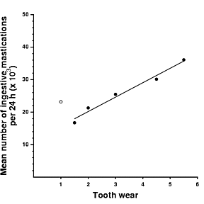 Association between the number of chews per 24 h and tooth wear