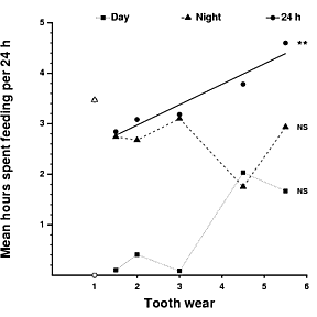 Association between amount of time spent feeding per 24 h and tooth wear